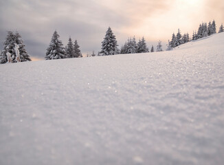Winter landscape with pine trees covered with fresh white snow. Carpathian Mountains in Romania