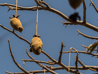 Tree of baobab