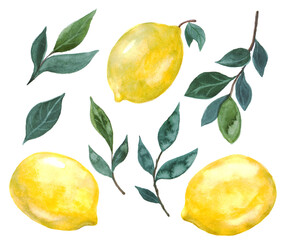 Watercolor illustration with beautiful yellow lemons and green leaves on a white background. Illusion for your design