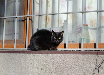 A black street cat is sitting on the windowsill and basking in the sun. Yard abandoned cat.