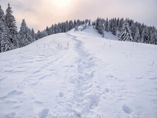 Winter landscape with a trail or foot path in the fresh white snow and the sunlight shining. Carpathian Mountains in Romania