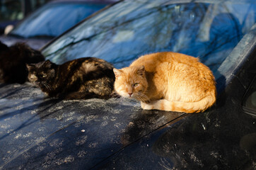 Obraz premium A ginger cat is sitting and basking in the sun. Street yard cat. Abandoned pet.