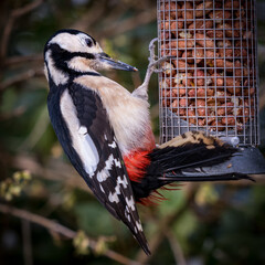 Greater spotted woodpecker feeding on peanuts