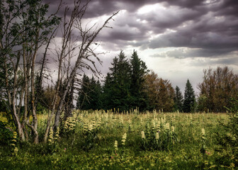 green meadow and dark clouds