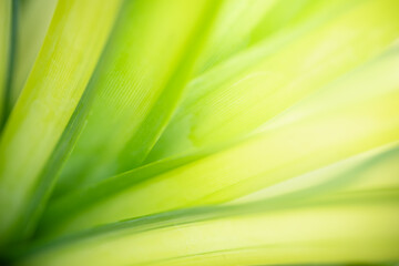 Abstract blurred out of focus and blurred green leaf nature background under sunlight with bokeh and copy space using as background natural plants landscape, ecology wallpaper concept.