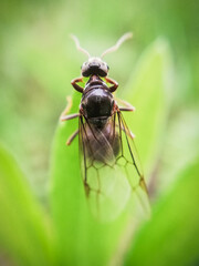 Future ant queen climing a grass leaf to fly away