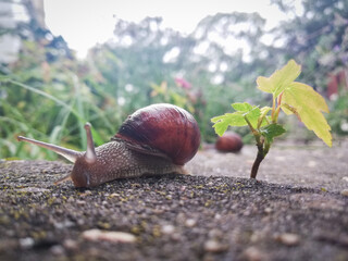 Small snail next to a tiny tree