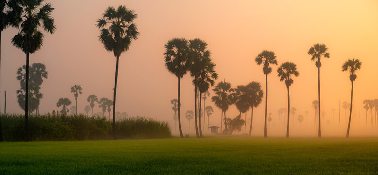 Panorama of sugar palm farm with paddy field, sunrise background