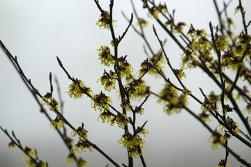 the witch hazel (witch hazel) begins to bloom in January