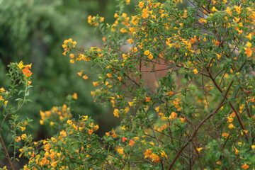 Fototapeta premium Yellow flowers scenery on a rainy day