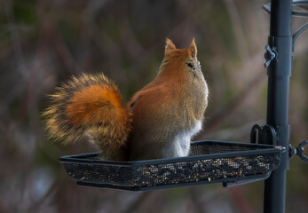 Fototapeta premium Squirrel Doesn't Want a Photo Taken