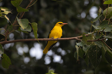 Obraz premium Indian golden oriole male bird perched in a tree