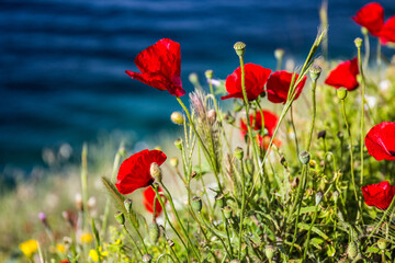 Fototapeta premium Beautiful red poppies near the sea
