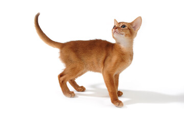 Abyssinian ginger kitten on a white background