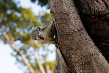 Close up little squirrel brown beige color on a tree. Asia, Thailand
