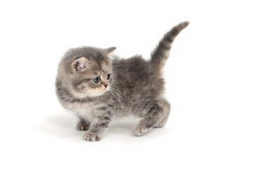 British shorthair cat on a white background