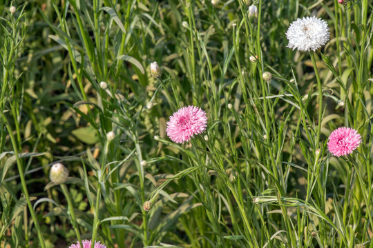 image of white and pink pompoms flower 