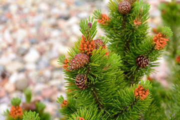 Korean fir in landscape design. Decorative fir.