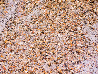 Petrified wood pieces scattered on sandy desert ground