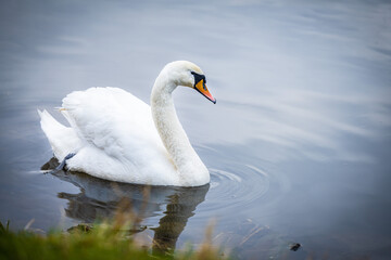 white swan on the lake