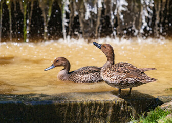 A beautiful female duck stands on the edge of a pond.