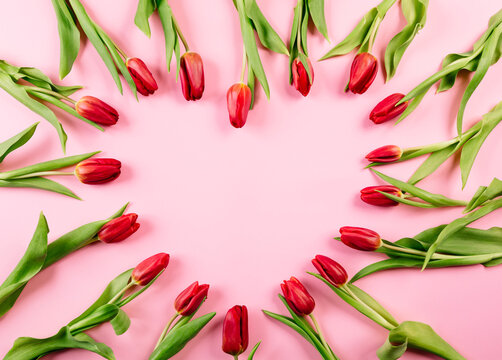 Heart shaped frame of red tulips with copy space on pink paper background. Valentine's day holiday on February 14. Medicine and cardiology concept. A symbol of love, health and life. Greeting card