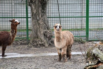 Beautiful animals kept in captivity