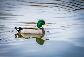 duck on the water