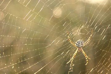 Araña tigre (Argiope lobata)