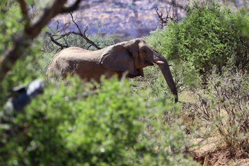 Big African Elephant - Namibia, Africa