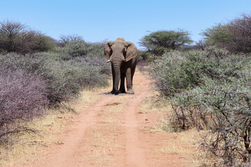 Fototapeta premium Big African Elephant - Namibia, Africa