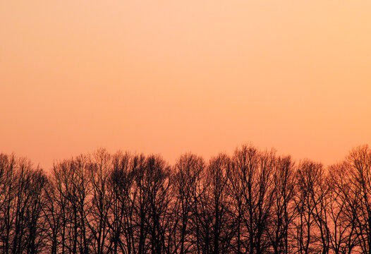 trees without leaves against the pink sky. High quality photo