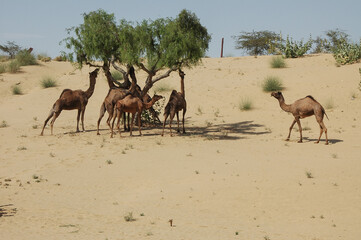 Fototapeta na wymiar Grupo de camellos en el desierto de Rajastán, India