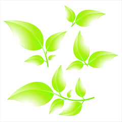 Collection of green branches isolated on white background. Summer leaves set. Vector leaves illustration EPS10