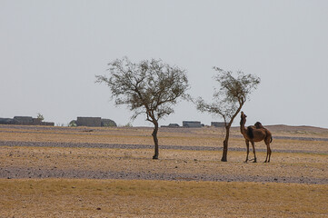 Fototapeta na wymiar Paisaje árido con árboles y camello en la región india de Rajastán