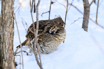  Ruffed Grouse Standing on Snow in Winter, Closeup Portrait