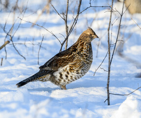  Ruffed Grouse Standing on Snow in Winter, Closeup Portrait