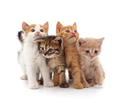 Group little kittens.