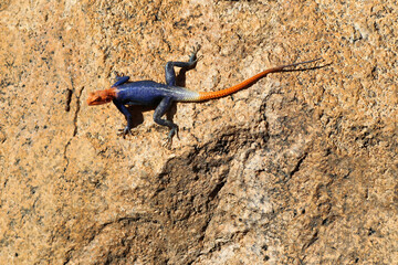 common agama, red-headed rock agama, (Agama agama) - Namibia, Africa