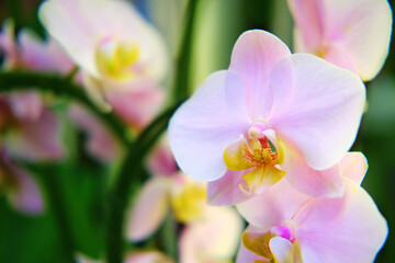 Fototapeta na wymiar Growing pink orchid flowers in a greenhouse for sale in a store