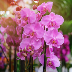 Fototapeta na wymiar Growing pink phalaenopsis flowers in a plant and home gardening store