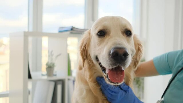 Golden retriever dog in veterinarian clinic