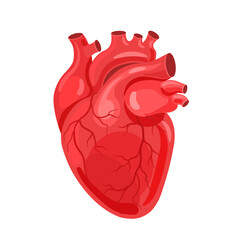 Human heart. The heart with the venous system. Anatomy. Flat vector illustration.