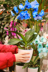 Florist hand holding a blue orchid phalaenopsis flower in a pot for shopping in a store