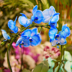 Fototapeta na wymiar Blue phalaenopis flowers, copy space for text. Sale of indoor plants and flowers for home gardening.