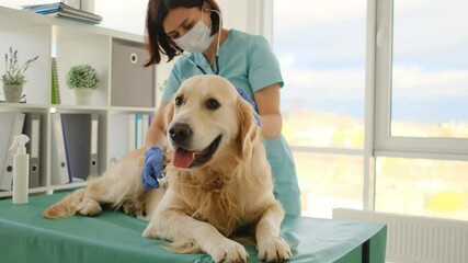 Golden retriever dog listened by vet with stethoscope during appointment in veterinary clinic