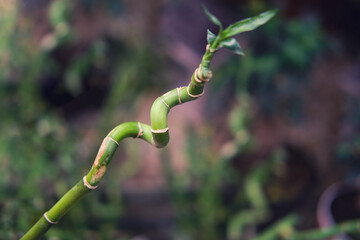 Young curved bamboo branch, close-up, copy space for text
