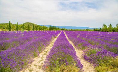 Fototapeta na wymiar Provence Lavendelfeld