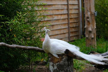 Close-up of beautiful white peacock . 
