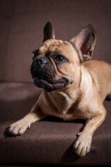 Obraz premium Adorable young French Bulldog. Close up portrait of a dog